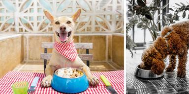 En hund sitter vid ett matbord med en hundskål framför sig och en hund äter mat ur sin skål på golvet