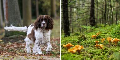 En engelsk springer spaniel och kantarelle. Hunden Malte är en engelsk springer spaniel och han har lärt sig att söka fram kantareller.