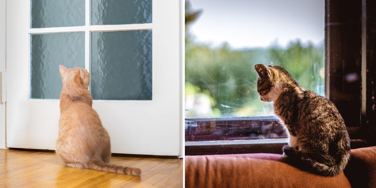 En katt väntar vid dörren och en katt väntar vid ett fönster. Våra katter saknar oss när de är ensamma hemma och många av dem har ett nära band till sina människor.