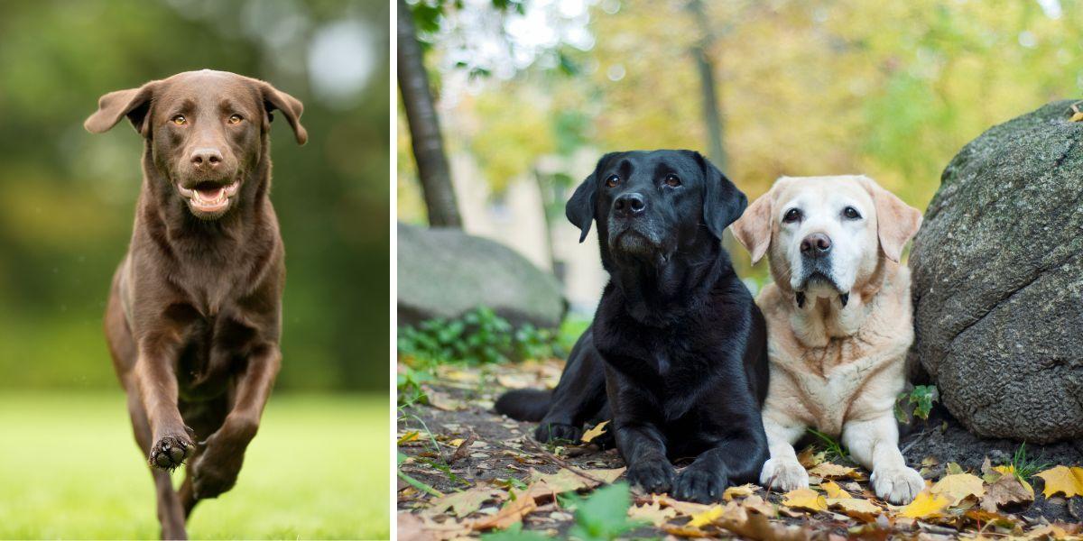 En brun, en svar och en gul labrador.