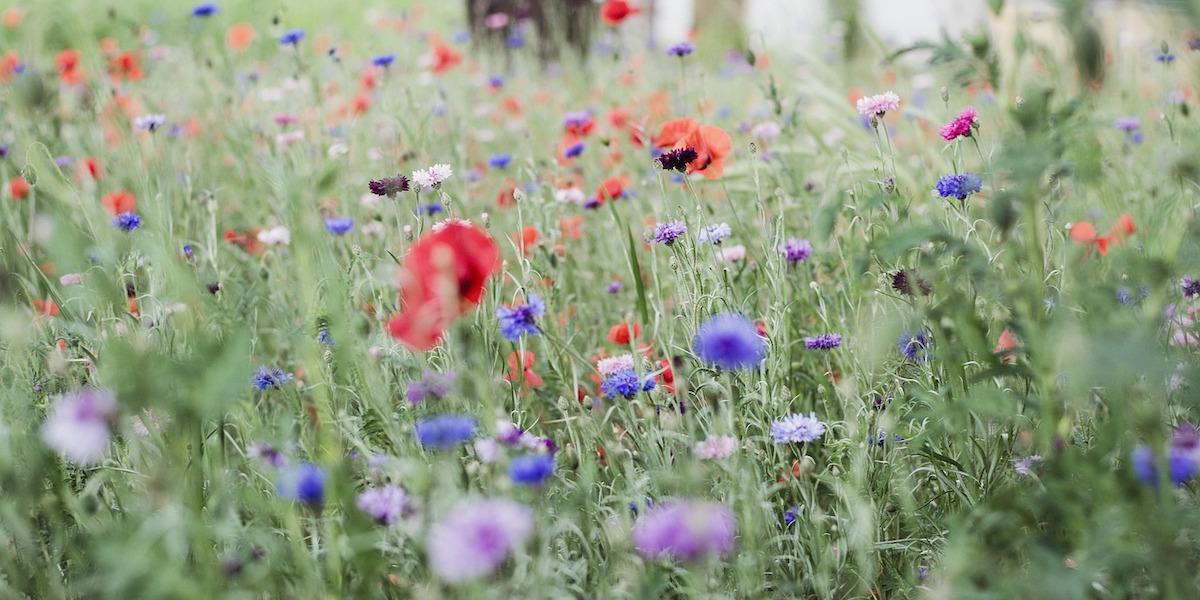 Ångsblommor. Jordbruksverket betalar ut ersättning till lantbrukare för blommande åkrar och fältkanter