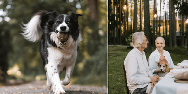 Hund