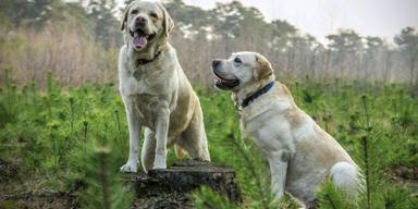 Två labradorer. Labrador retriever blev åter Sveriges mest populära hundras år 2024, det framgår av Jordbruksverkets statistik över hur många hundar det finns av olika hundraser