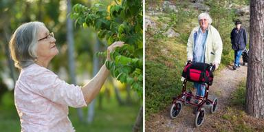 En kvinna undersöker ett träd och ett äldre par är ute på skogspromenad. En ny undersökning visar att vi som bor i Sverige är väldigt dåliga på att känna igen och namnge de vilda växter som växer här, en annan undersökning visar att endast cirka hälften av oss är ute i naturen på vardagar