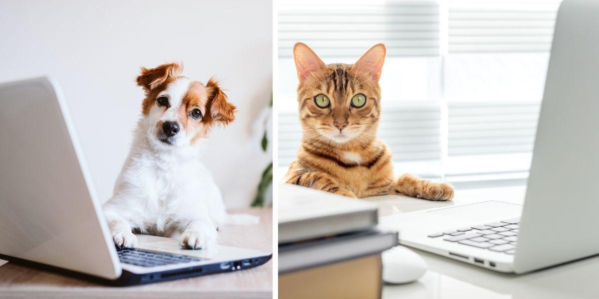 En hund framför en dator och en katt framför en dator. Sveriges husdjur, både hundar och katter, spenderar tid framför skärmar och flera av dem gör det flera timmar i veckan.