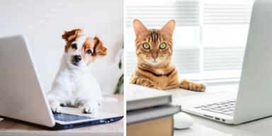 En hund framför en dator och en katt framför en dator. Sveriges husdjur, både hundar och katter, spenderar tid framför skärmar och flera av dem gör det flera timmar i veckan.