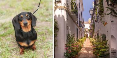 En korthårig tax och en gata i Marbella. En hund som tals på Östermalm i Stockholm hittades flera månader senare i Marbella.