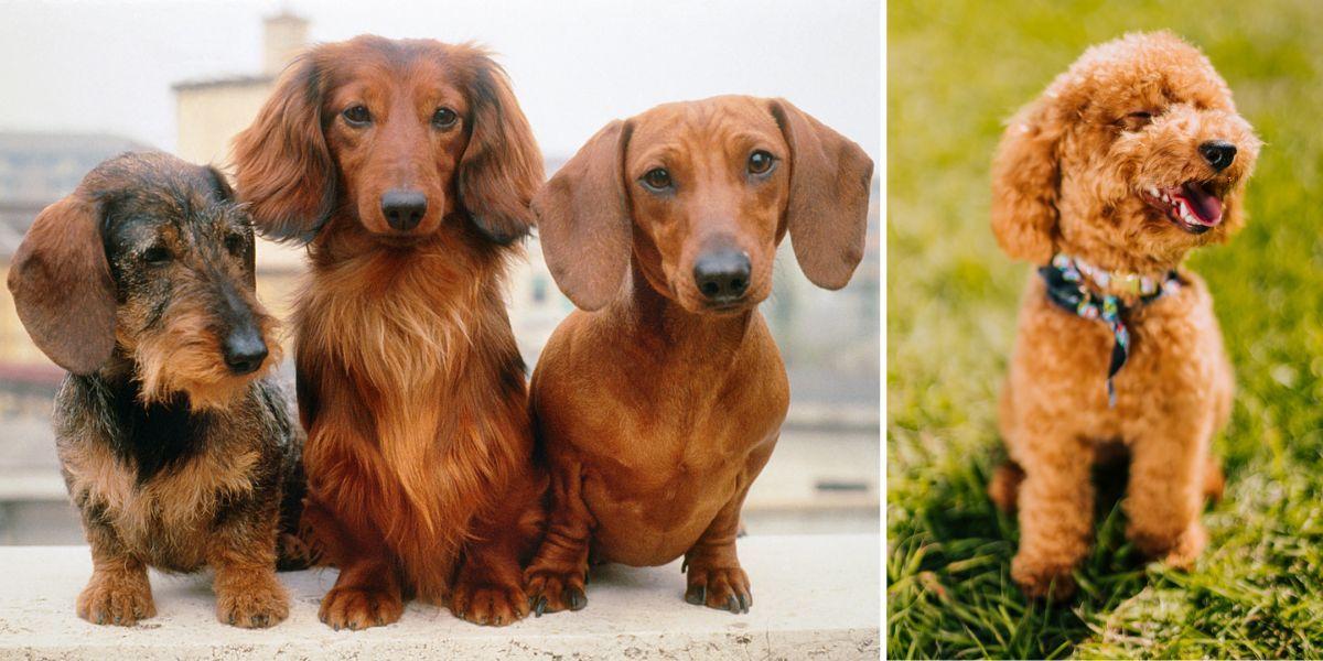 Tre taxar och en toypudel. Två hundraser som enligt en veterinär och en hundtränare passar för pensionärer.