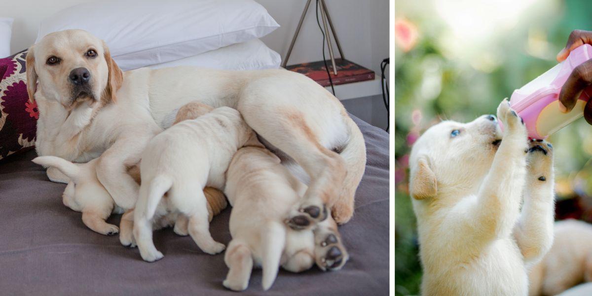 En labradortik med valpar och en labradorvalp får mjöljersättning. Deras hund födde 14 valpar när de var på semester utomlands. Hundarna på bilden har ingenting med texten att göra
