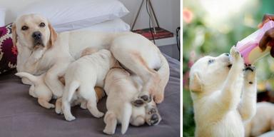 En labradortik med valpar och en labradorvalp får mjöljersättning. Deras hund födde 14 valpar när de var på semester utomlands. Hundarna på bilden har ingenting med texten att göra