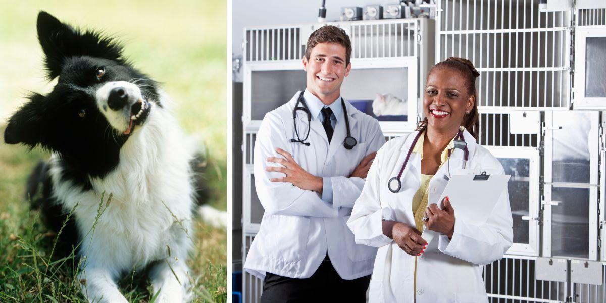 En border collie och två veterinärer. Här är de fyra smartaste hundraserna, enligt veterinärer vid ett veterinärsjukhus i USA. Personerna på bilden har ingenting med texten att göra.
