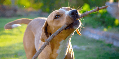 hund