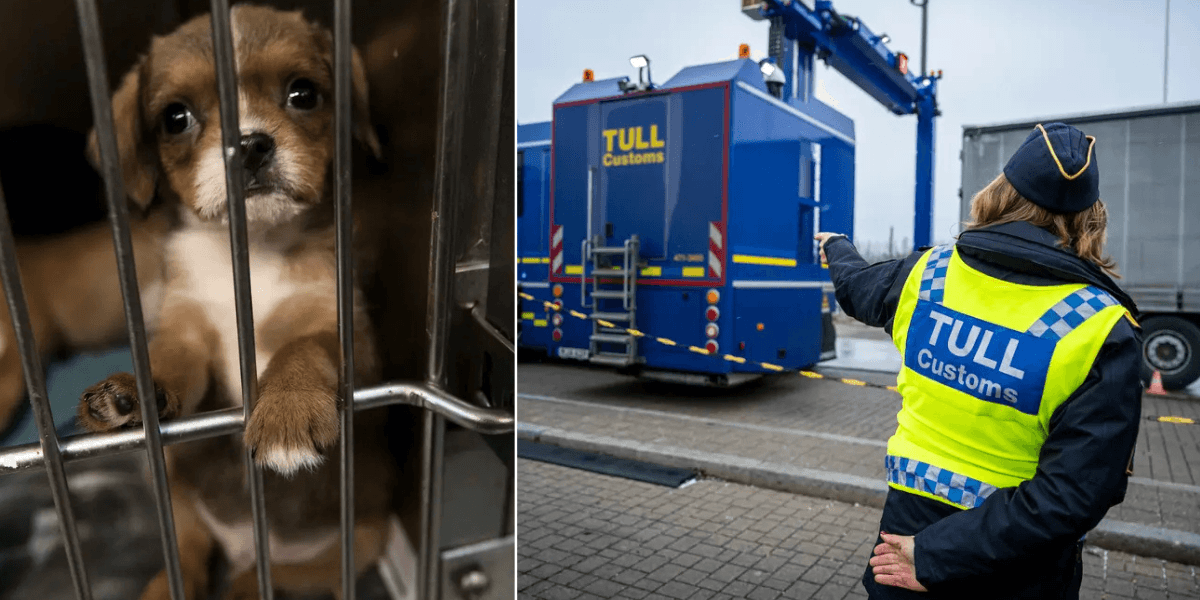 Till vänster: hund i bur. Till höger: personal från tullen kontrollerar lastbilar