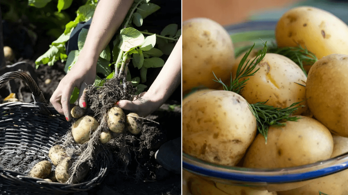 färskpotatis