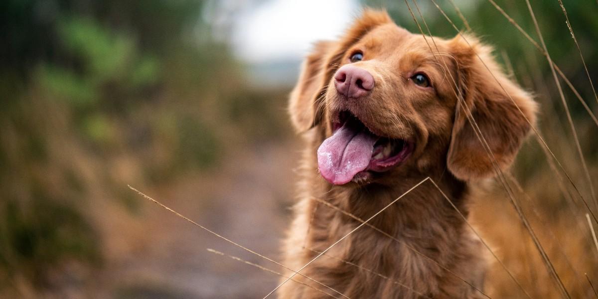 Har du hund? Så slipper du veterinären