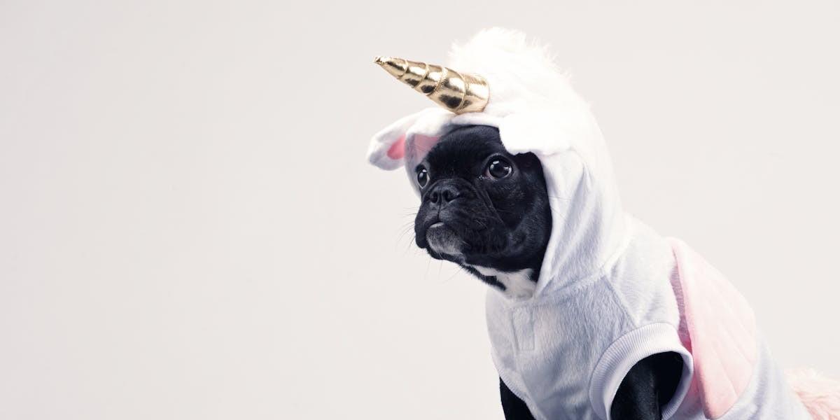 Hundvänliga ställen för våra lurviga vänner