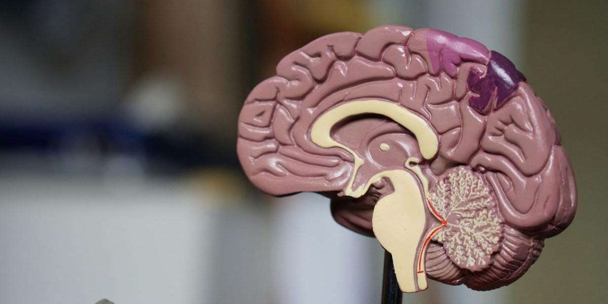 Forskning Alzheimers sjukdom