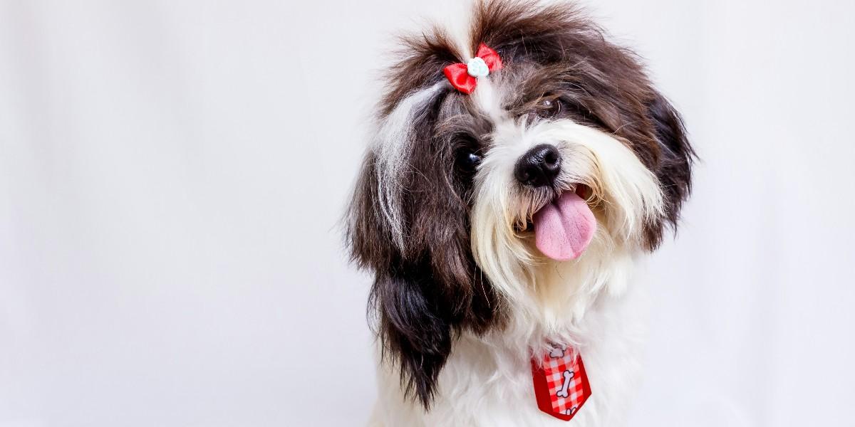 Så väljer du hund som passar din livsstil