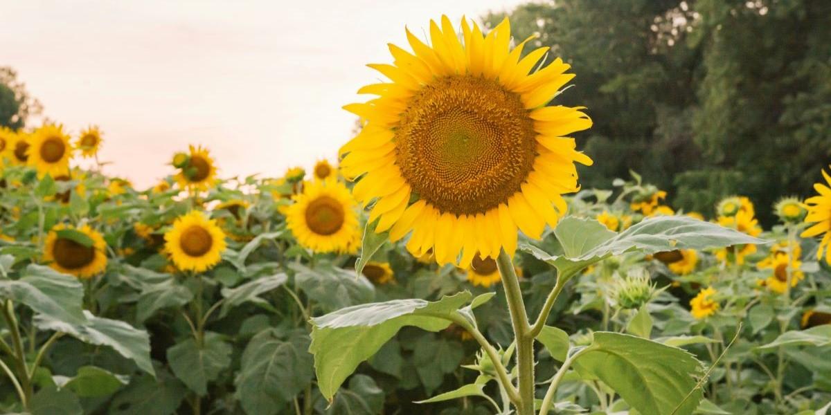 odla solrosor i sommar