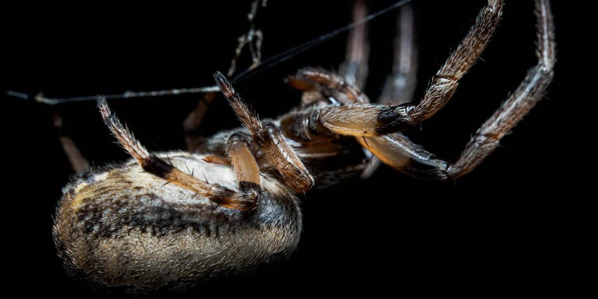 Det är vanligt att ha fobi för spindlar