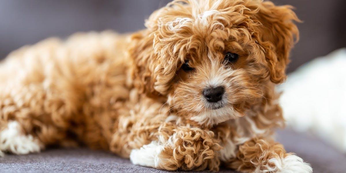 En cavapoo. Blandraser som är korsade med pudlar har blivit väldigt populära och nu slår en studie hål på myten att de skulle vara friskare än sina renrasiga föräldrar