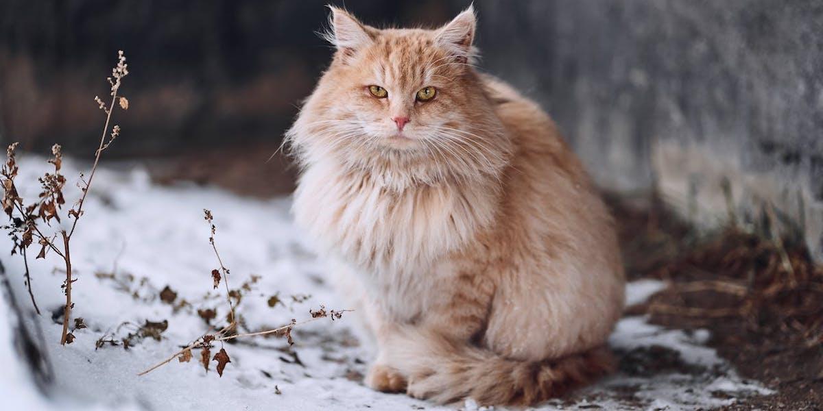 En katt sitter i snön. Katter klarar inte att leva utomhus i vårt kalla klimat och hemlösa katter lever i genomsnitt bara i fyra år