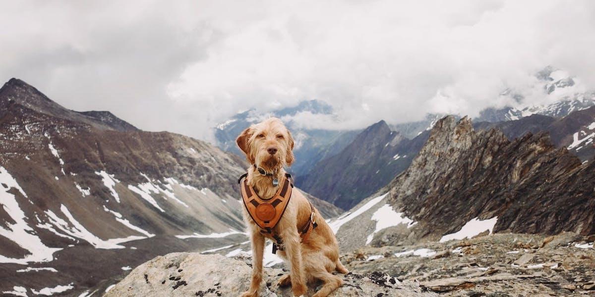 En hund sitter på toppen av ett berg. Med hjälp av små elektroniska sändare ska forskare undersöka om hundar och andra djur kan förutsäga naturkatastrofer som jordbävningar och vulkanutbrott