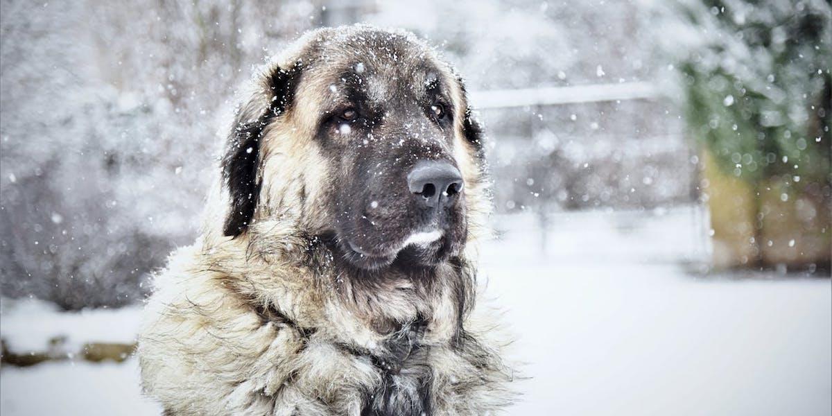 Det snöar på en hund. Klimatförändringarna gör att fästingar numer är aktiva även på vintern, så kolla igenom din hund när ni varit ute och gått i skogen