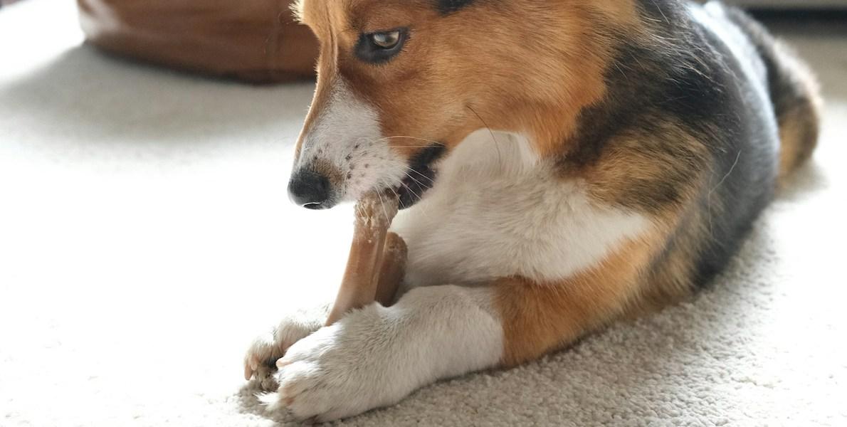 En hund tuggar på ett tuggben. Jordbruksverket varnar för fyra tuggben av märket Barkoo