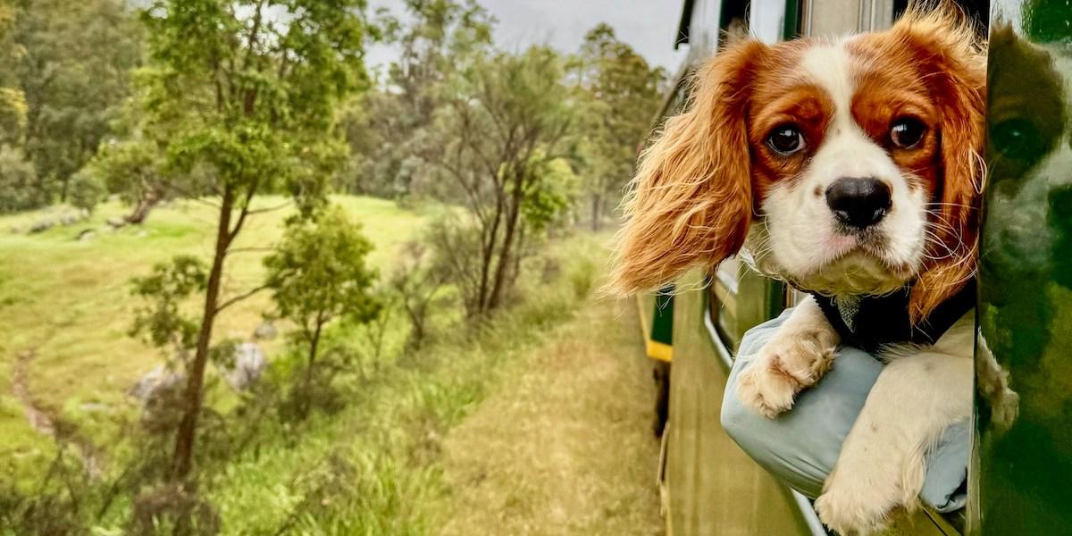 En hund tittar ut ur fönstret på ett tåg. Ja, det går att ta med hunden på tågluff. Hunden på bilden är inte hunden i texten