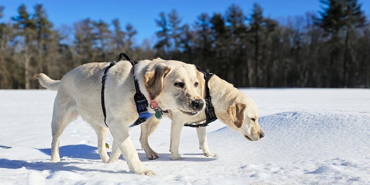 Två labradorer. Han skaffade en hund när han var över 80 och en när han var över 90, nu har han två labradorer, dock inte hundarna på bilden