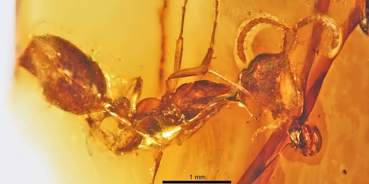 En art av så kallad helvetesmyra, Haidoterminus cippus, fossilerad i bärnsten. En ny underart till helvetesmyror har nu hittats som spårfossil i kalksten