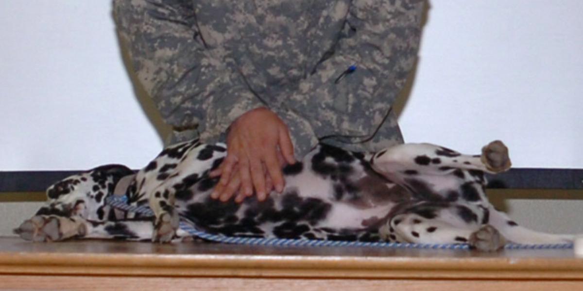 En fältveterinär visar hur du hjärt- och lungräddning görs på hundar