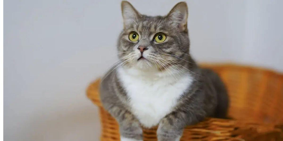 katt