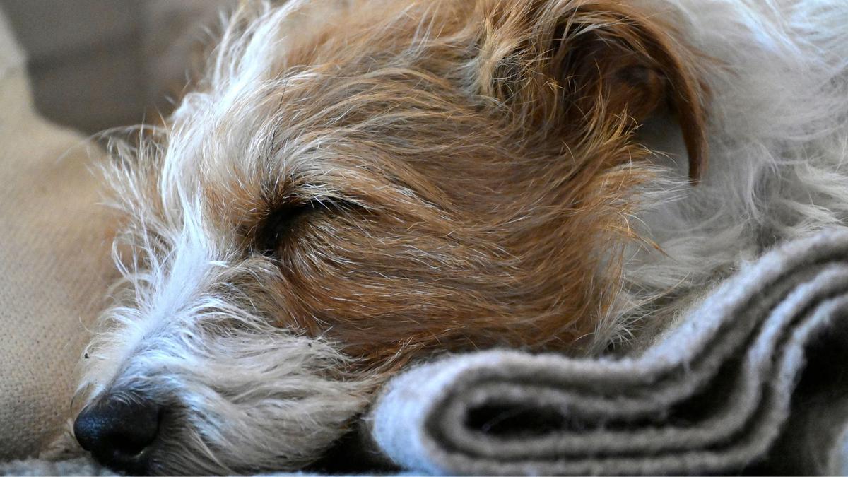 hund