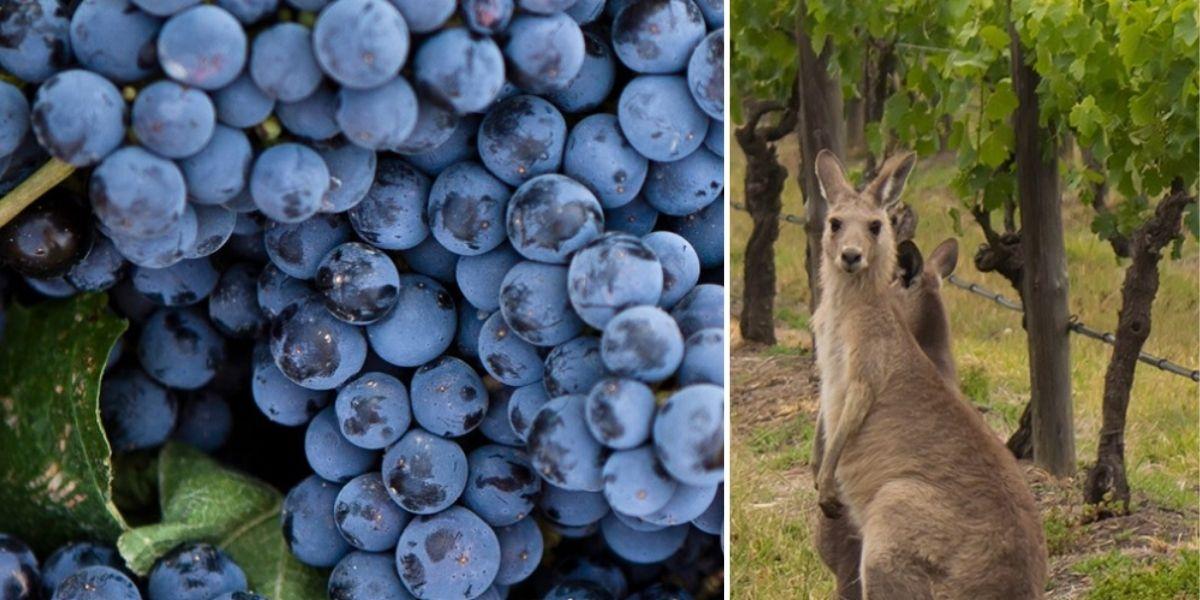 vindruvor och känguru