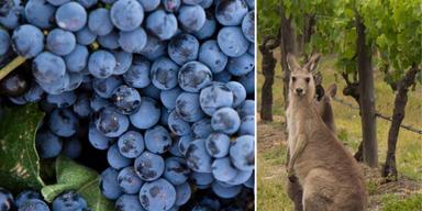vindruvor och känguru