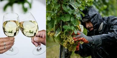 Två personer skålar i vitt vin vinodlare