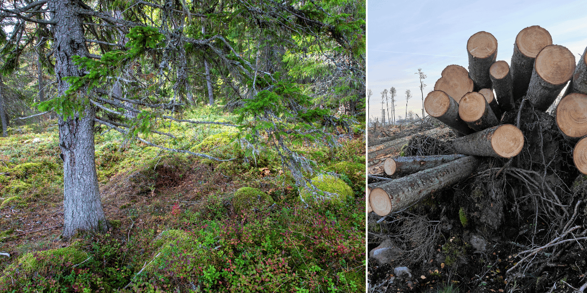 Naturskog till vänster och avverkade träd till höger.
