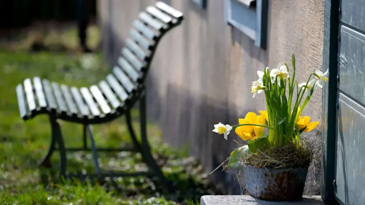 Parkbänk i solsken med vårblommor i kruka i förgrunden.