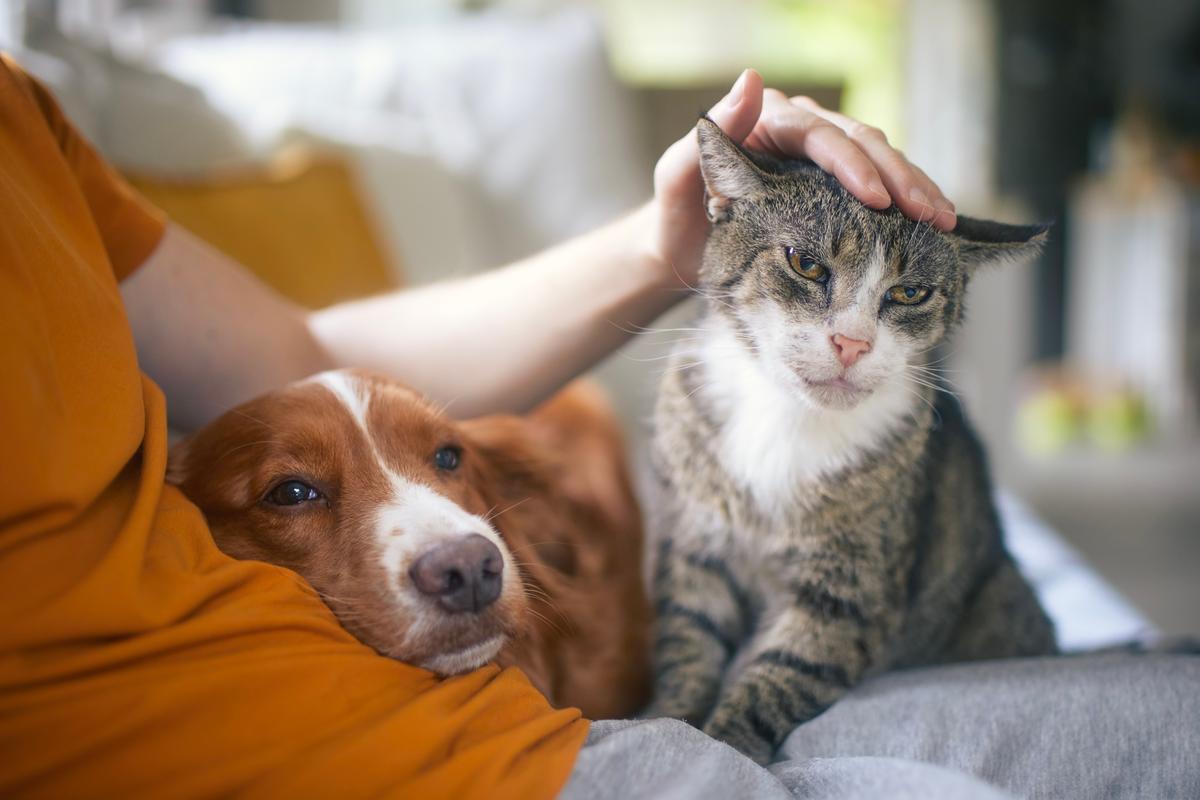 hund katt