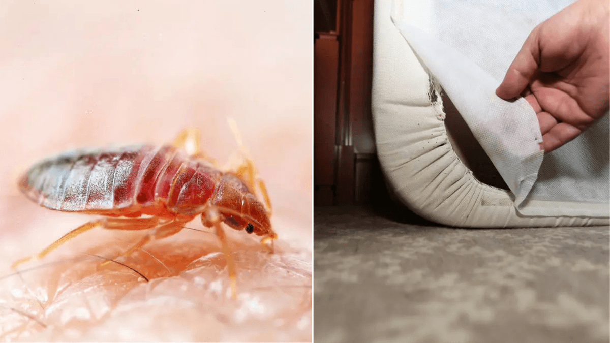 vägglöss, säng med väglöss