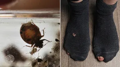 skadedjur, hål i strumpor