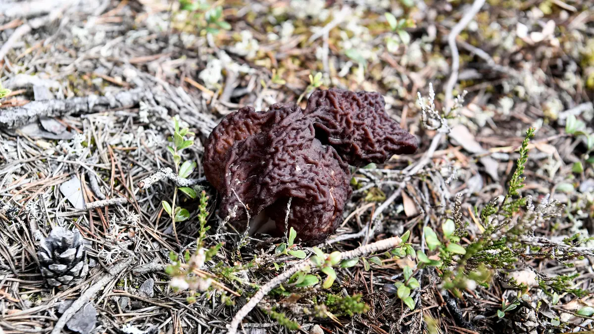 En svamp som har samband med ALS.