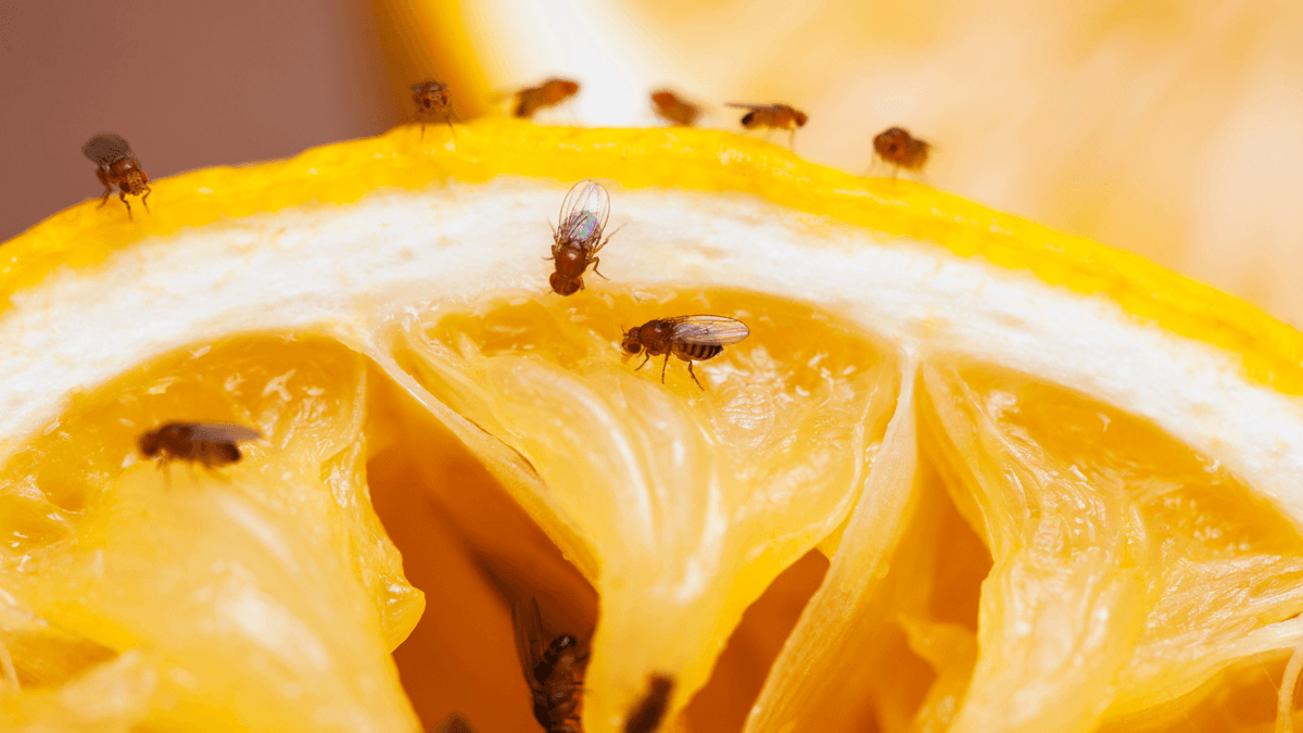 bananflugor