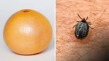 fästingar