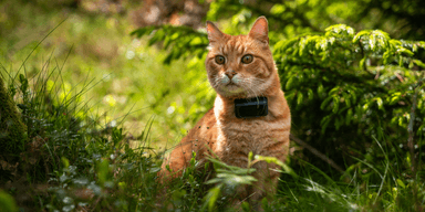 katt